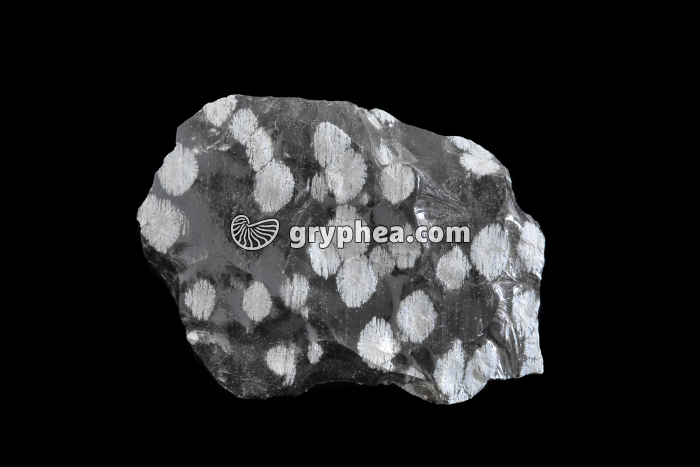 Obsidienne - gryphea.org